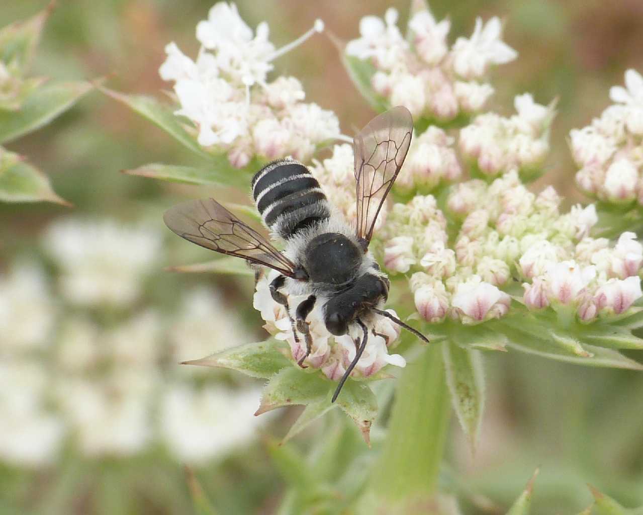 Piccolo Megachile nero peluria bianca